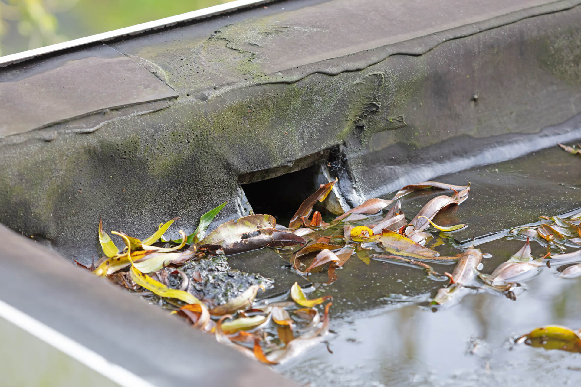 A clogged drain on a flat roof.
